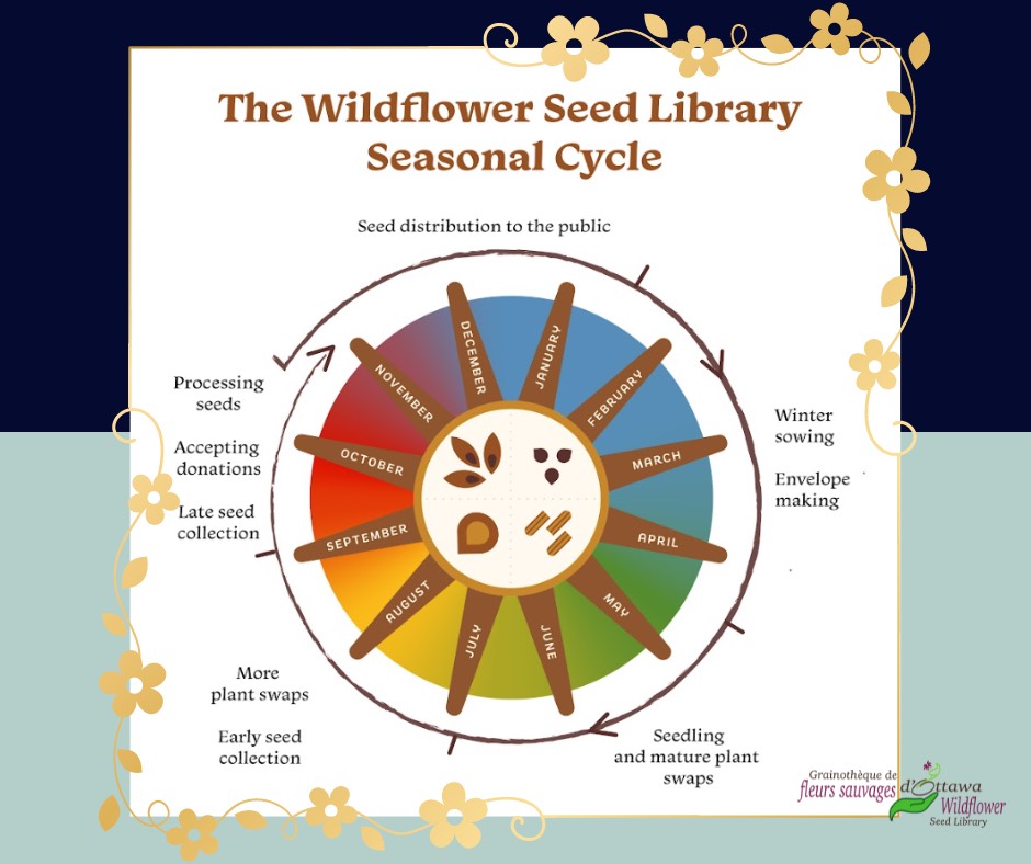 The Wildflower Seed Library Seasonal Cycle